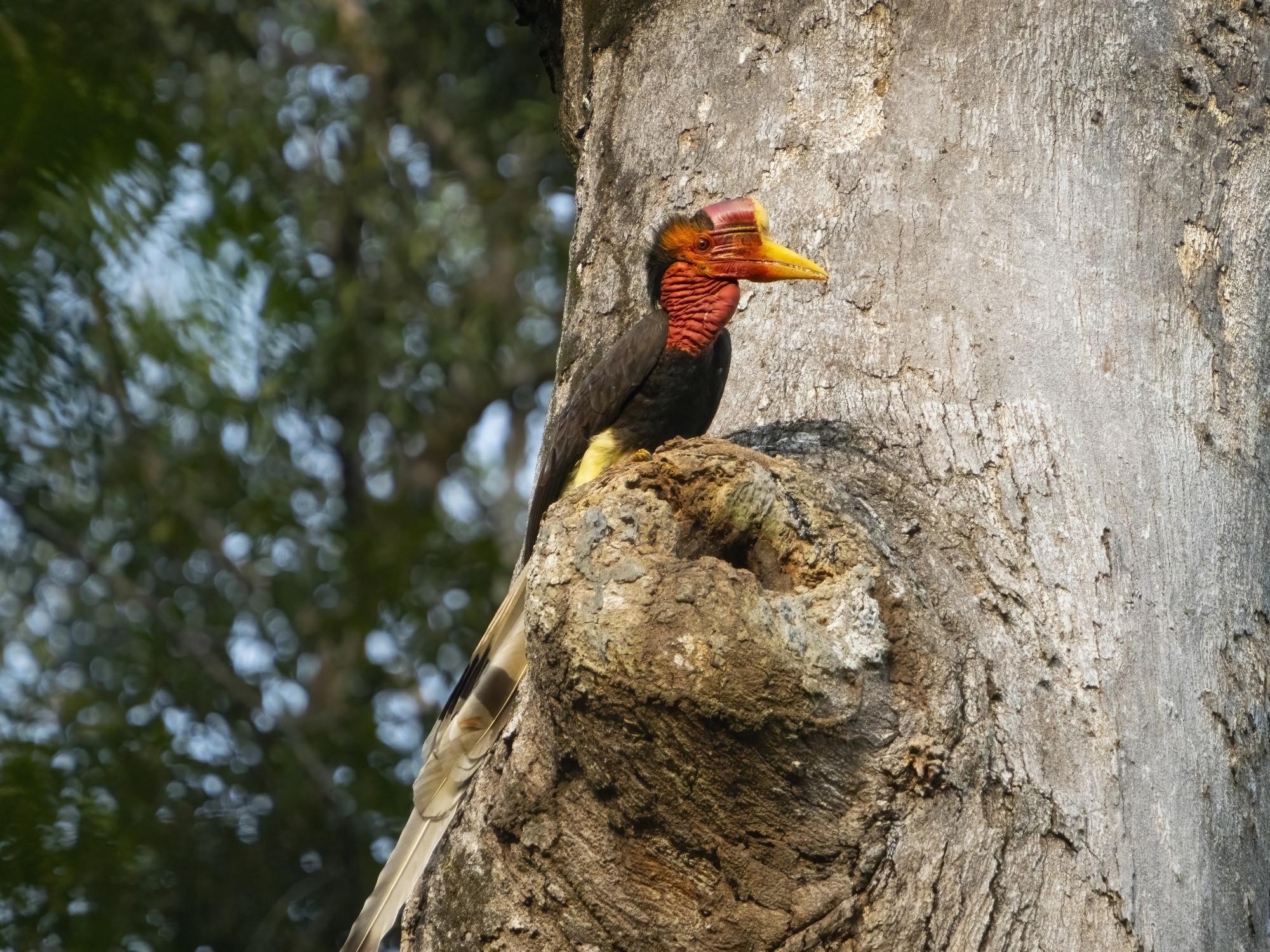 1787322975Helmeted hornbill 2-DeNoiseAI-standard_cutcut.jpg